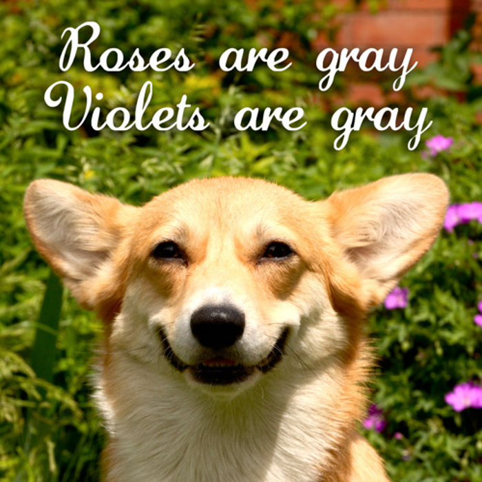 roses are gray, violets are gray