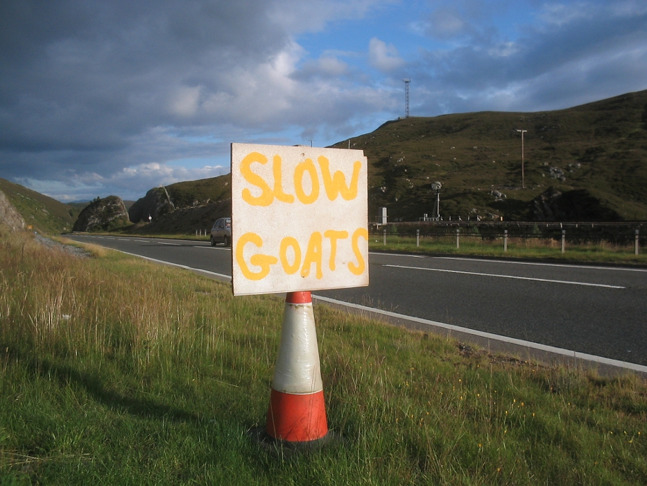 slow goats